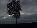 031011067-1.jpg: Wolkenhimmel Baum