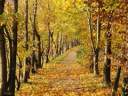 031016040-1.jpg: Wanderweg an der Landeskrone buntes Herbstlaub