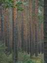 031019009-1.jpg: Wald