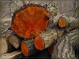 040329074-1.jpg: rot abgesgter Baum Holz