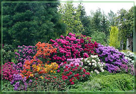 040523027-1.jpg: RhododendronBlten bunt
