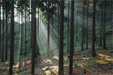 Sonnenlichtstrahlen im Wald