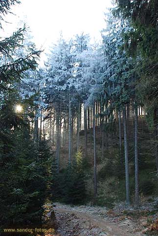 Sonnenlichtstrahlen im Winterwald