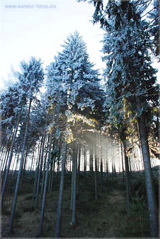 Sonnenlichtstrahlen im Winterwald