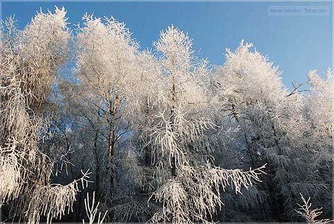 Reif weiße Winterbaäume Landschaft
