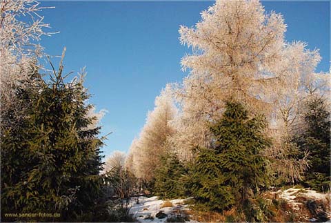 Reif weiße Winterbaäume Landschaft